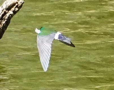 Violet-green Swallow-233.jpg