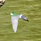 Violet-green Swallow-233.jpg