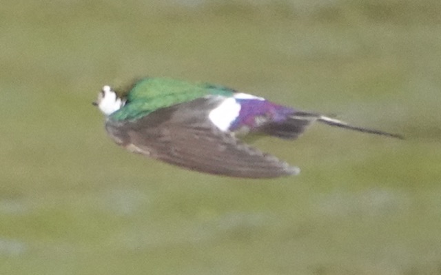 Violet-green Swallow-263.jpg