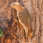 Gila Woodpecker female-93.jpg