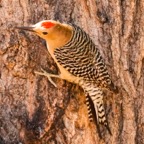Gila Woodpecker male-92.jpg