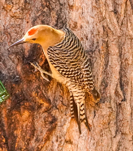 Gila Woodpecker male-94.jpg