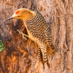 Gila Woodpecker male-94.jpg