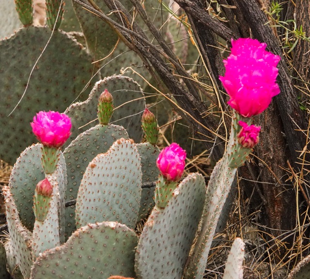 Cactus Flower-83.jpg