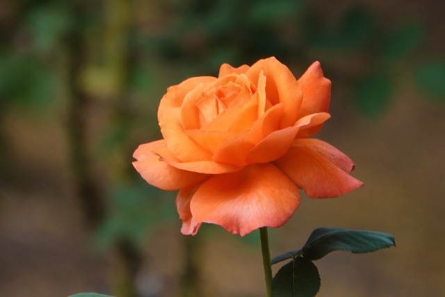 Rose at Boyce Thompson Arboreteum-146.jpg