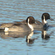 Northern Pintails-194