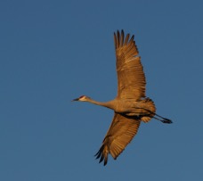 Sandhill Crane in flight-01785