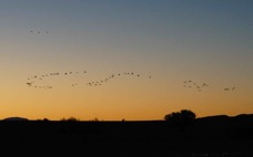 Sandhill Cranes flyaway-01520