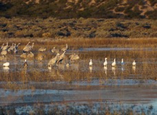 Sandhill cranes and Snow Geese-01800