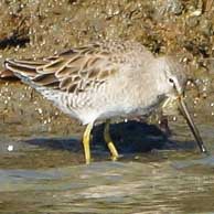 Long-billed Dowitcher 194