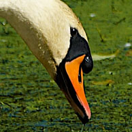 Mute Swan bill 194