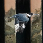 Belted Kingfisher-00300