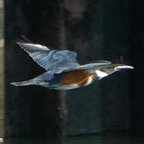 Belted Kingfisher-00301