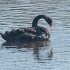 Black Swan-00186