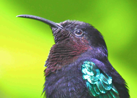 Purple-throated Carib 5426