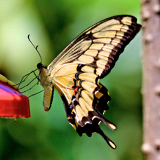 Butterfly Farm Swallowtail 3949