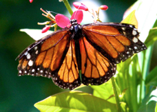 Butterfly Farm Monarch 3922