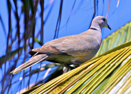 Eurasian Collared Dove 3911