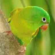 Parakeet Orange-chinned 2686 192