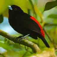 Tanager Passerini&#39;s male 0693 192