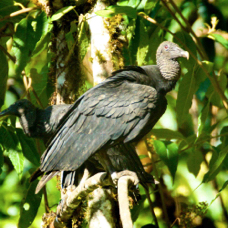 Vulture Black 2249