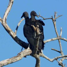 Vulture Black 0316