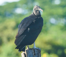 Black Vulture-988