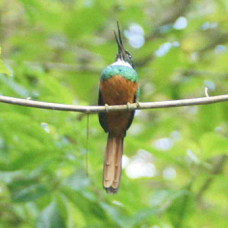 Jacamar Rufous-tailed male 5398