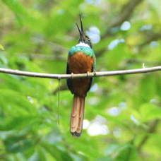 Jacamar Rufous-tailed male 5400