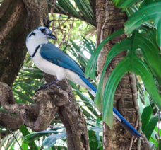 White-throated Magpie-Jay-193