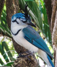 White-throated Magpie-Jay-202