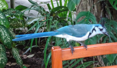 White-throated Magpie-Jay-203