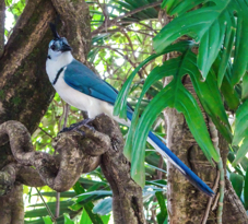 White-throated Magpie-Jay-192