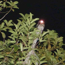 Potoo Common at night 8759