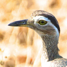 Thick-knee Double-striped  8520
