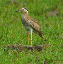 Double-stripped Thick-knee-502