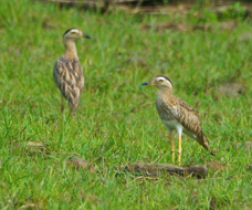Double-stripped Thick-knee-505