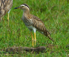 Double-stripped Thick-knee-511