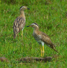Double-stripped Thick-knee-516