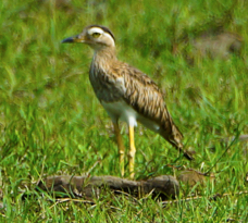 Double-stripped Thick-knee-496