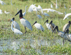Jabiru, Wood Storks and Egrets 7419