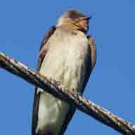 Swallow Southern Rough-winged 4449 192