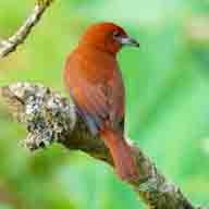 Tanager Hepatic male 3964 192