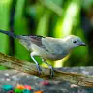 Tanager Palm 1043 192