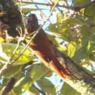 Woodcreeper Spotted 6673 192