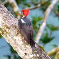Woodpecker Lineated 4045 192