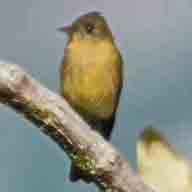 Pewee Ochracous 2799 192