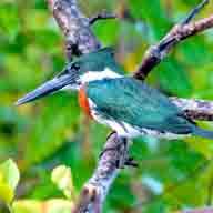 Kingfisher Amazon 3040 192