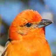 Tanager Flame-colored 0533 192 