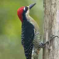 Woodpecker Black-cheeked 2320 192